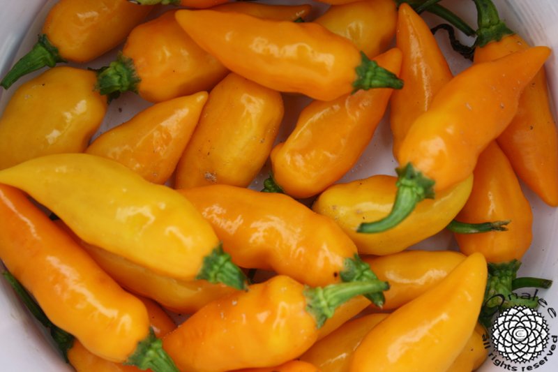 *SUPER HOT* Datil Pepper Seeds, St. Augustine Minorcan Pepper, Capsicum