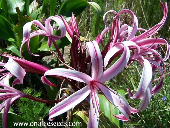 Crinum Lily: Giant Spider Lily, Crinum amabile, Red/Pink Blooms. Very Fragrant!