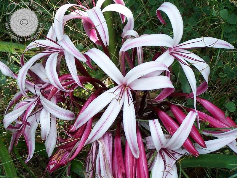Image 1 of Crinum Lily: Giant Spider Lily, Crinum amabile, Red/Pink Blooms. Very Fragrant!