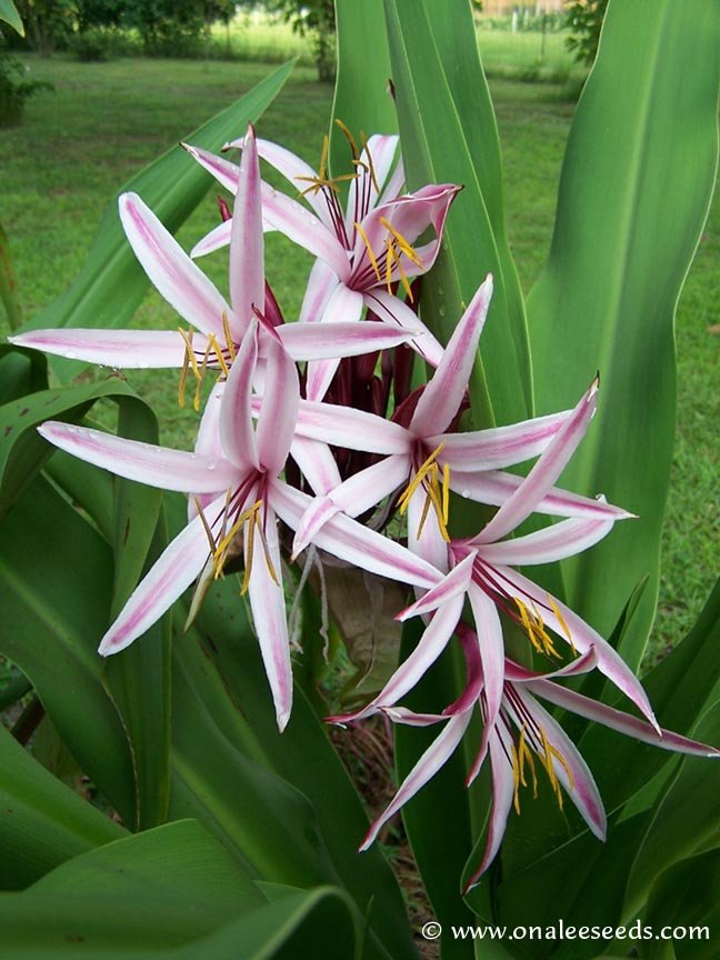 Image 2 of Crinum Lily: Giant Spider Lily, Crinum amabile, Red/Pink Blooms. Very Fragrant!