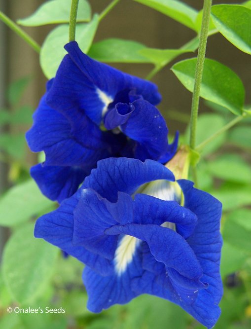 Butterfly Pea Vine Seeds: Rich DOUBLE Blue,  (Clitoria ternatea, bunga telang)