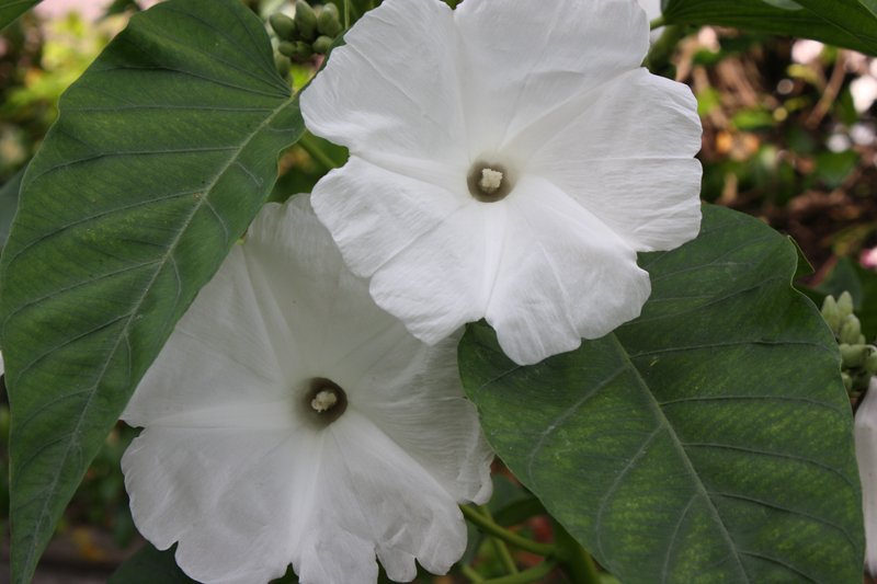 Morning GloryTREE BUSH WHITE FLOWERS Ipomoea carnea/fistulosa UNROOTED CUTTINGS