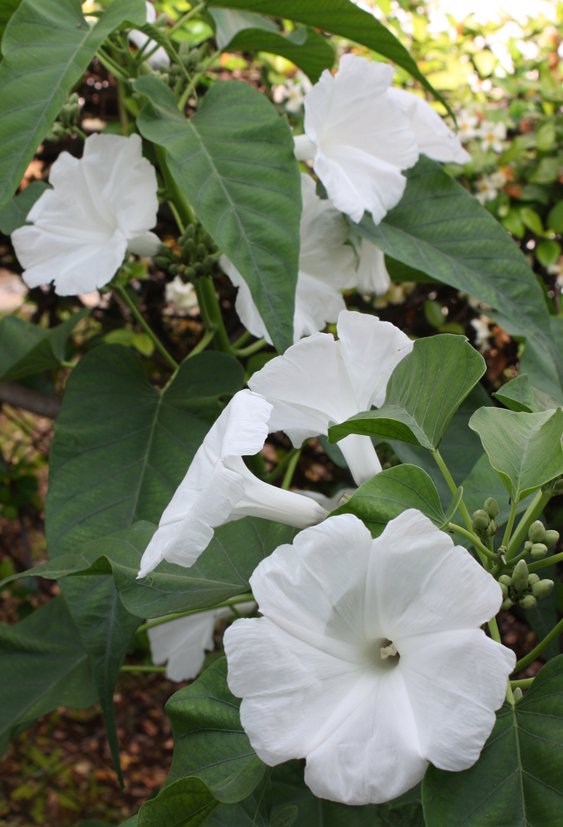Image 2 of Morning Glory TREE BUSH Seeds, WHITE FLOWERS (Ipomoea carnea/fistulosa)