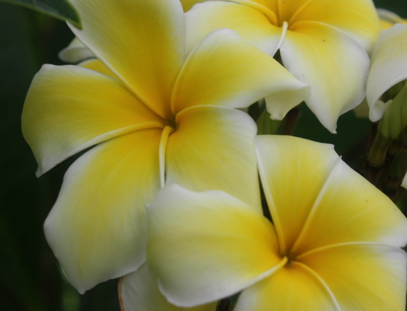 Yellow Frangipani Plumeria Rubra Unrooted Cutting Fragrant Tropical