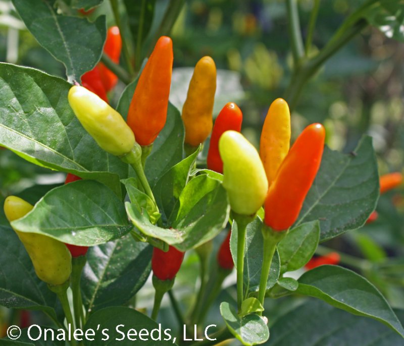 *SUPER HOT* Datil Pepper Seeds, St. Augustine Minorcan Pepper, Capsicum