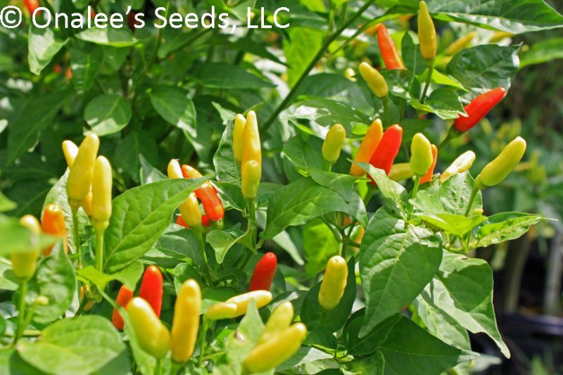 Image 1 of *HOT* Tabasco Pepper Seeds,  Capsicum frutescens. Make your own tabasco sauce! 