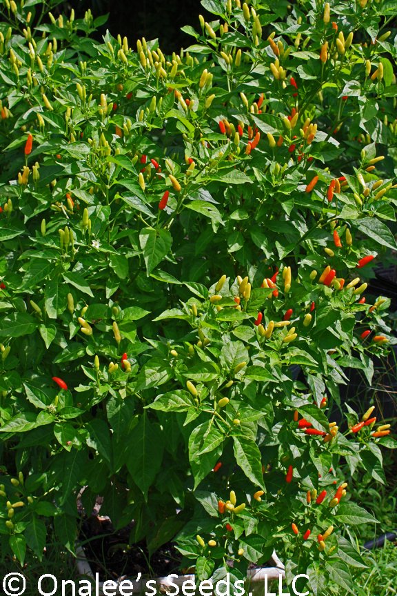 Image 2 of *HOT* Tabasco Pepper Seeds,  Capsicum frutescens. Make your own tabasco sauce! 