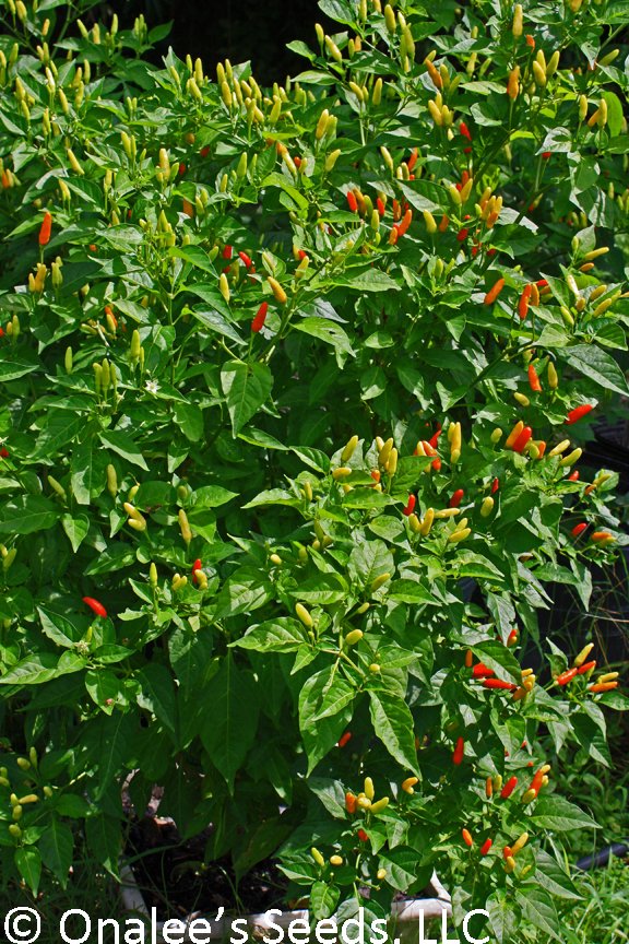 HOT* Tabasco Pepper Capsicum frutescens. your tabasco sauce!