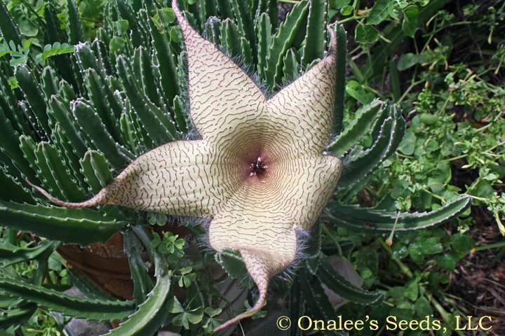 Image 0 of Starfish Cactus Flower, Carrion Flower, Stapelia gigantea Unrooted Cuttings