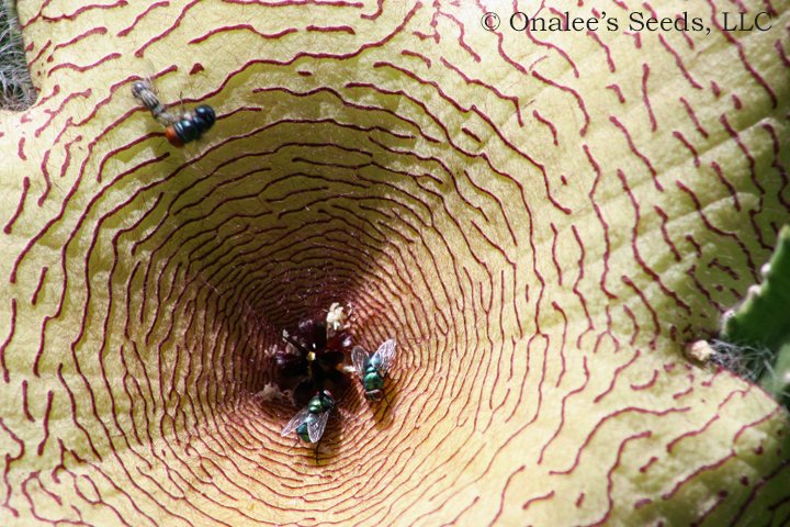 Image 1 of Starfish Cactus Flower, Carrion Flower, Stapelia gigantea Unrooted Cuttings