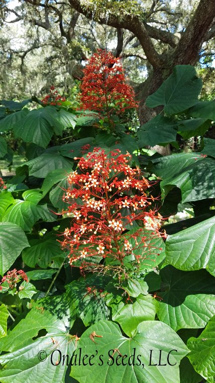 Image 0 of Pagoda Flower, Orange flowers, Butterfly fav. Clerodendrum paniculatum L., Plant
