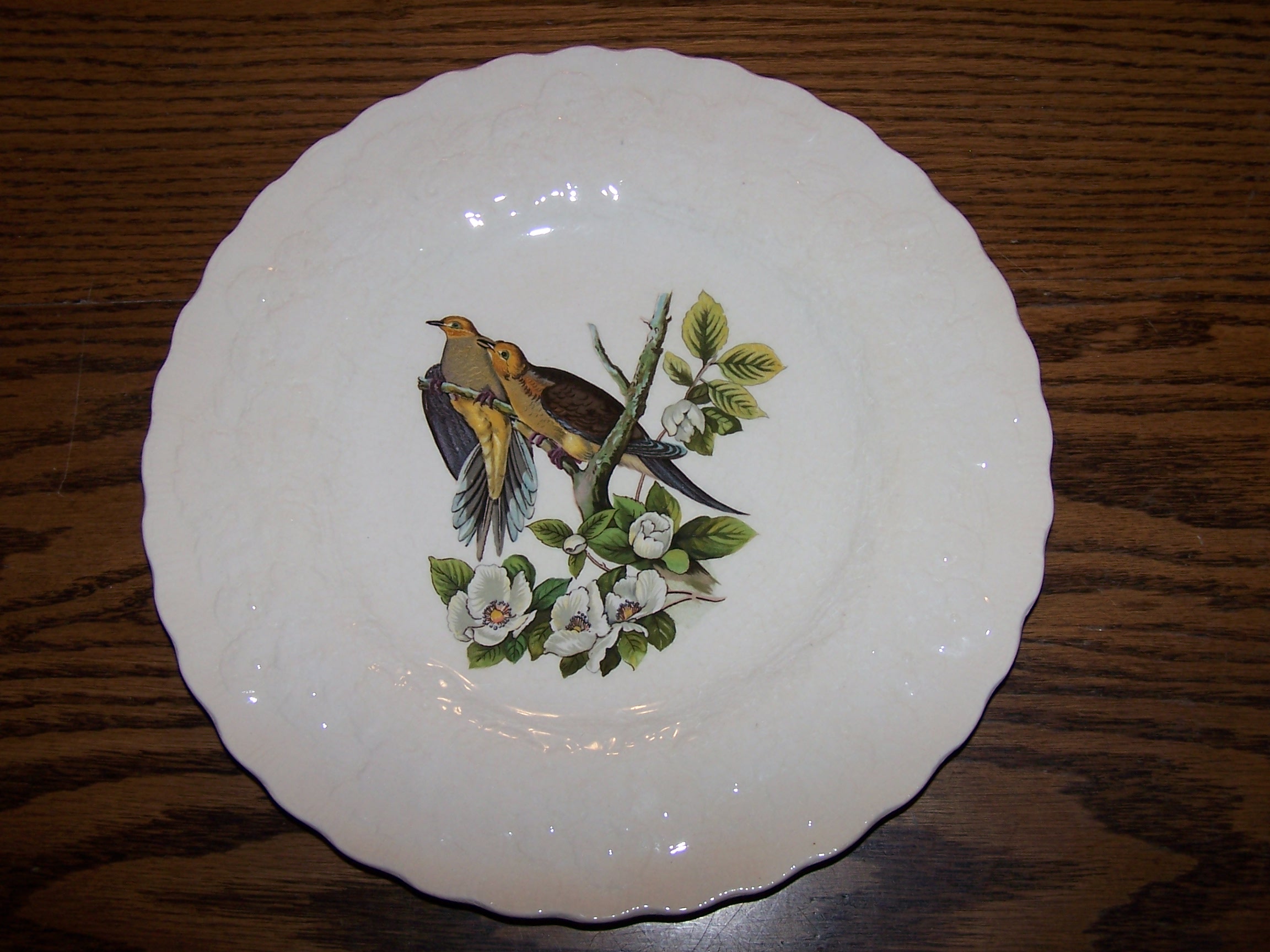 Carolina Turtle Dove, Plate 17