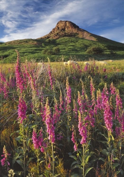 Image 1 of Foxgloves Nature Themed Mega Wooden Jigsaw Puzzle 500 Pieces
