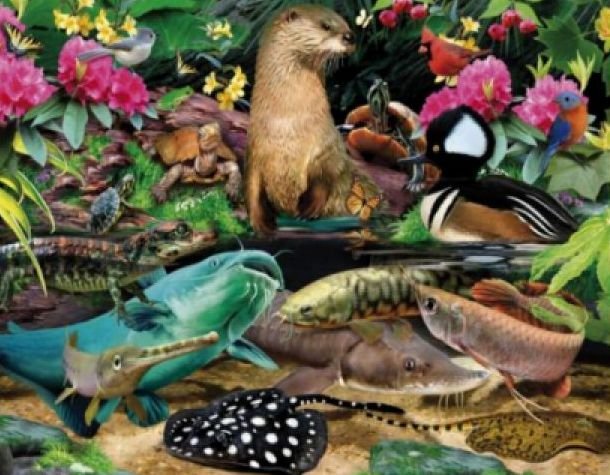 Image 1 of Freshwater Animal Themed Maxi Wooden Jigsaw Puzzle 250 Pieces