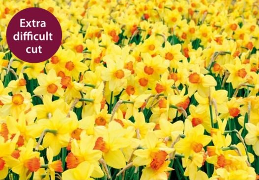 Image 1 of Difficult Daffodils Nature Themed Mega Wooden Jigsaw Puzzle 500 Pieces 
