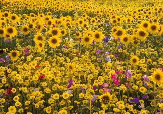 Image 1 of Sunflowers Wildflower Meadow Nature Magnum Wooden Jigsaw Puzzle 750 Pieces 