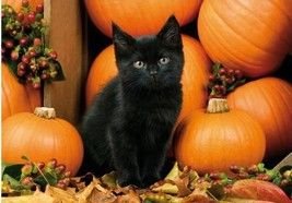 Image 1 of Kitten And Pumpkins Animal Themed Millenium Wooden Jigsaw Puzzle 1000 Pieces