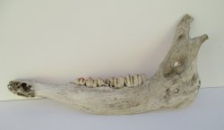 Cow Jawbone with Teeth, Real and Old