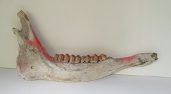 '.Cow jawbone with teeth.'