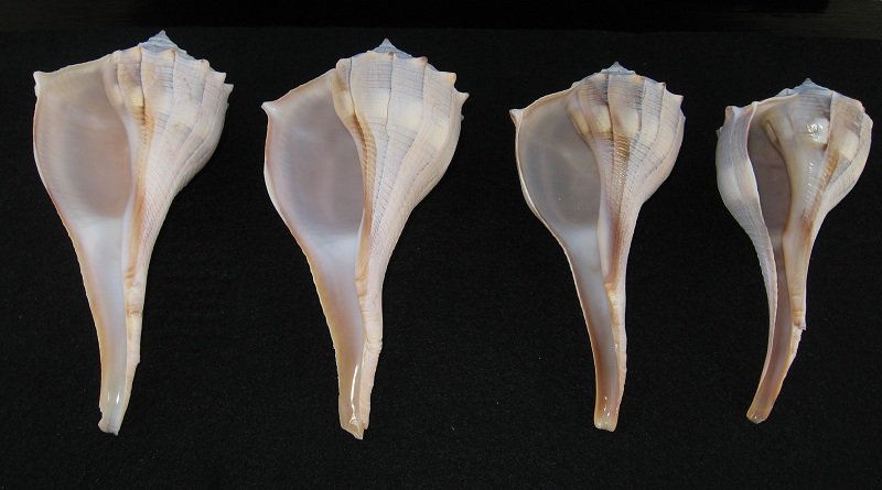 4 Lightning Whelk Shells, Left Handed, 5 to 5.75 inches