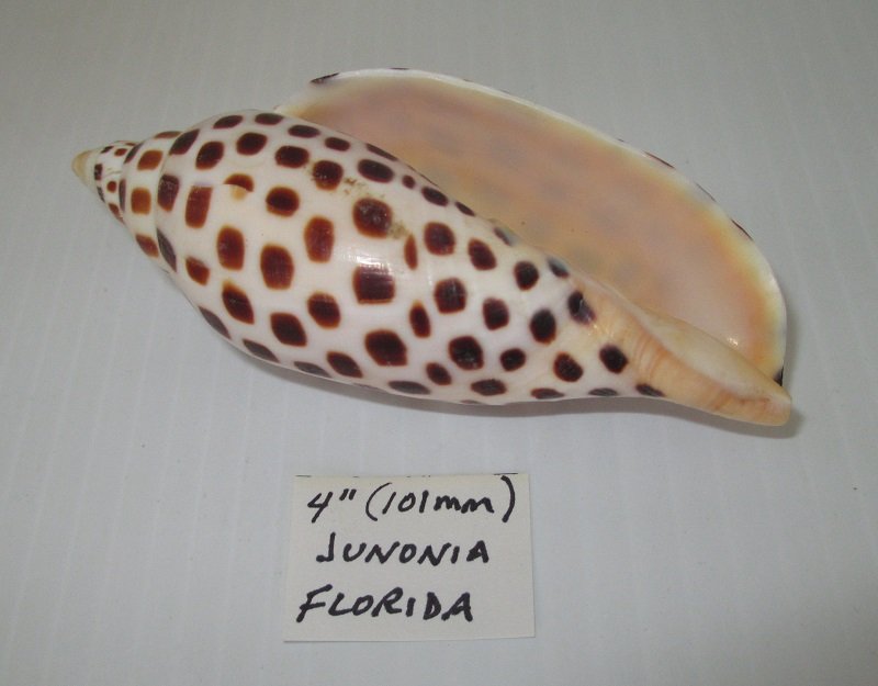 Volute Junonia Shell, 4 inch or 101mm, Florida