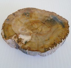 Petrified Wood Ashtray, 3.5 by 4.5 inch, Possibly Mexico