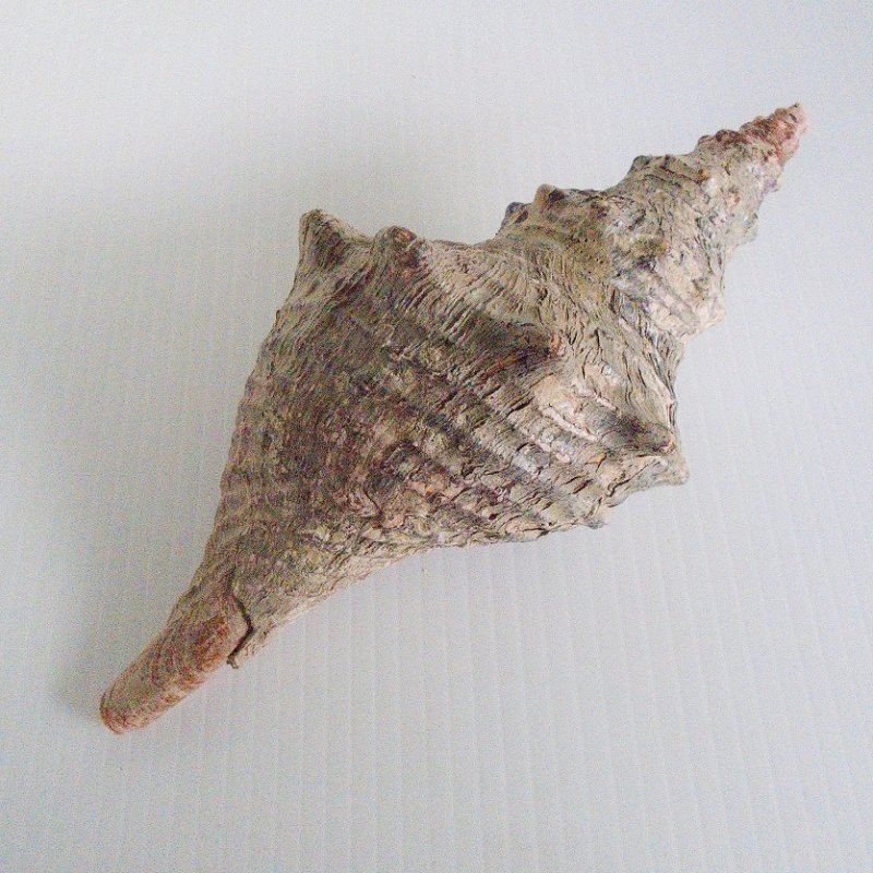 Large horse conch gastropod sea shell. 8.25 inches in length. Found in Atlantic ocean waters. Estate sale find.