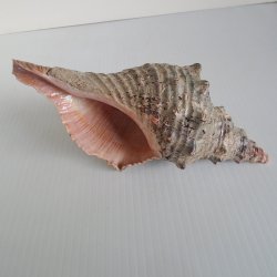 Horse Conch Gastropod Shell, Large 8.25 inch, Atlantic Ocean