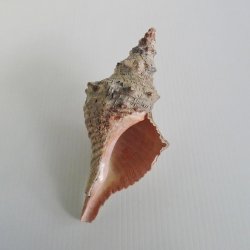 '.Horse Conch Gastropod Large.'