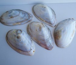 '.1940s Mother of Pearl Dishes.'