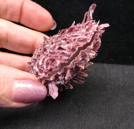 Image 3 of Navajo Purple Spiny Oyster Sterling Silver Earrings, Selena Warner