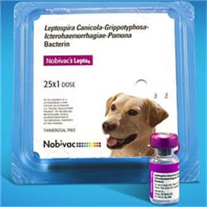Nobivac Lepto4 B25 By Merck Animal Health