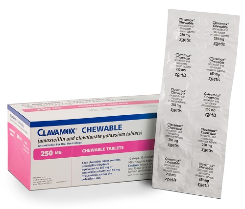 amoxicillin 250 mg chewable tablets