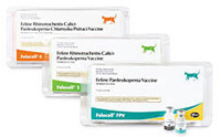 felocell 4 vaccine