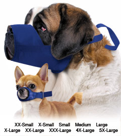 xxs chihuahua muzzle