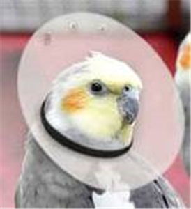 bird elizabethan collar