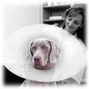 Elizabethan Dog Collar (18 Diameter / Neck Circumference 6 - 9) Small Each By