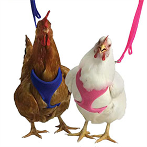 Harness Mesh Hen Red Each By Valhoma Industries