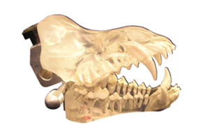 Anatomical Models Canine Clear Dental Model 4 Mfr# J0770Df
