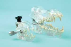 Anatomical Models Dental Canine Mfr# Dtp101Vmd By Dentalaire
