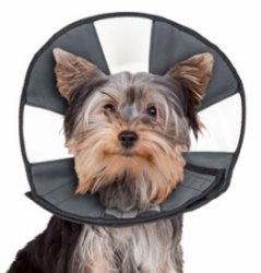 ZenCone Soft Recovery Collar Small (8-12) By Cs Tech Us