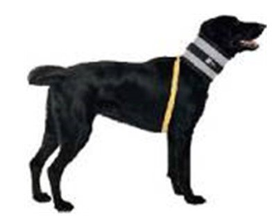 BiteNot Collar for Dogs, 12 - 16.5 By KVP 