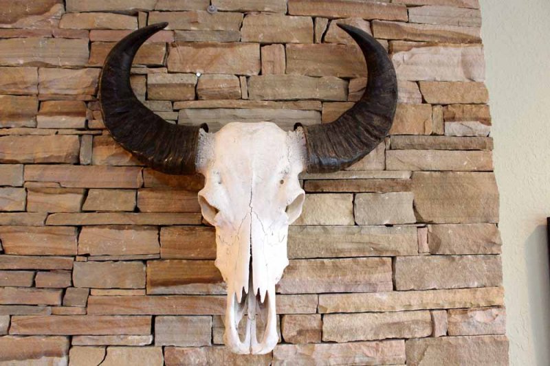 Water Buffalo Skull w/ Extreme Curve Polished Horns Ready to Hang