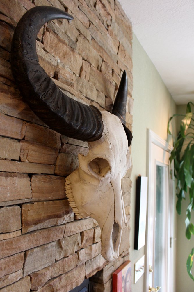 Image 1 of Water Buffalo Skull w/ Extreme Curve Polished Horns Ready to Hang