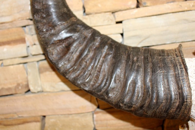 Image 2 of Water Buffalo Skull w/ Extreme Curve Polished Horns Ready to Hang