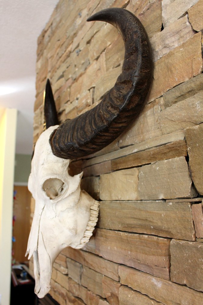 Image 3 of Water Buffalo Skull w/ Extreme Curve Polished Horns Ready to Hang