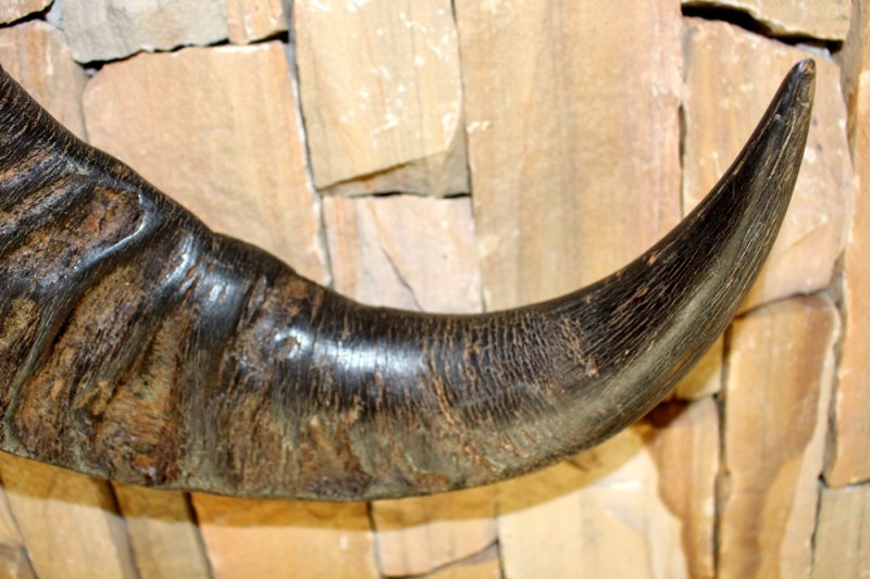 Image 5 of Water Buffalo Skull w/ Extreme Curve Polished Horns Ready to Hang