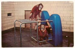Orangutans Zoological Park Detroit Michigan great ape exhibit Postcard