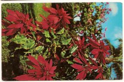 Poinsettias west cost of florida Postcard