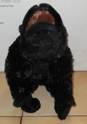 Ganz Webkinz Silverback Gorilla 9 plush Stuffed Animal toy